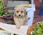 Small #2 Yorkshire Terrier