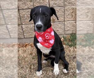 Staffordshire Bull Terrier-Unknown Mix Dogs for adoption in Tulsa, OK, USA