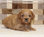 Small #6 Cavapoo (Miniature)