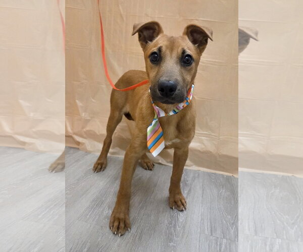 Medium Photo #6 Feist Terrier-Jack Russell Terrier Mix Puppy For Sale in Attalka, AL, USA