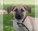 Small #3 Labrador Retriever Mix