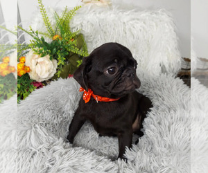 Pug Puppy for Sale in KODAK, Tennessee USA