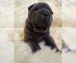 Small Photo #2 Chinese Shar-Pei Puppy For Sale in ORLANDO, FL, USA