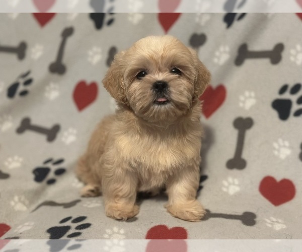 Medium Photo #3 Shih Tzu Puppy For Sale in LITHONIA, GA, USA
