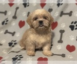 Small #2 Shih Tzu