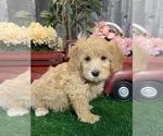 Small #2 Maltipoo