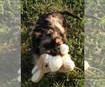Small Photo #17 Cavapoo Puppy For Sale in CARLISLE, KY, USA