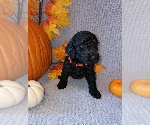 Medium Photo #5 Poodle (Standard) Puppy For Sale in SPRING HILL, FL, USA