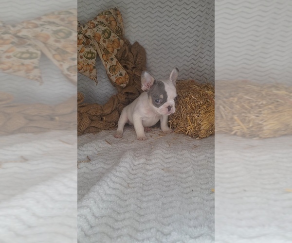 Medium Photo #2 French Bulldog Puppy For Sale in JASONVILLE, IN, USA