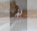 Bingo - Male French Bulldog Puppy for Sale - Photo #2