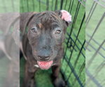Small Photo #6 Staffordshire Bull Terrier-Unknown Mix Puppy For Sale in Holly Springs, NC, USA