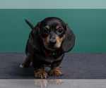 Small Photo #5 Dachshund Puppy For Sale in CROWLEY, TX, USA