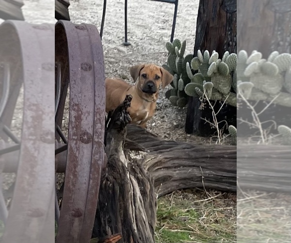 Medium Photo #68 Rhodesian Ridgeback Puppy For Sale in MORONGO VALLEY, CA, USA