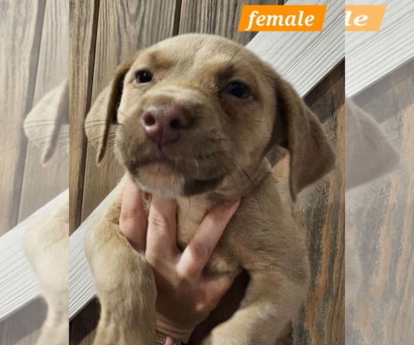 Medium Photo #1 Mutt Puppy For Sale in Sheboygan, WI, USA