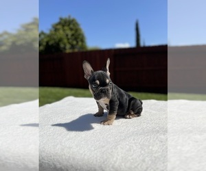 Labradoodle Puppy for sale in SACRAMENTO, CA, USA