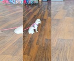 Small #1 Poodle (Miniature)