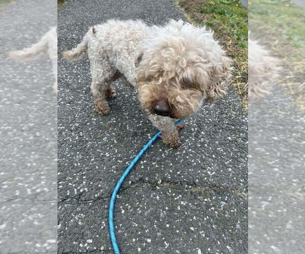 Medium Photo #4 Poodle (Miniature) Puppy For Sale in New York, NY, USA