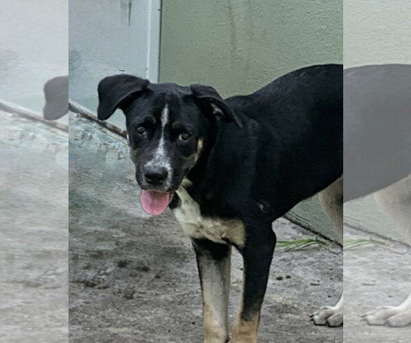 Medium Photo #1 Mutt Puppy For Sale in Naples, FL, USA