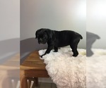 Small Photo #8 Boxer Puppy For Sale in MILLERSBURG, OH, USA