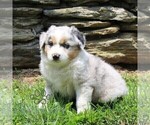 Small #2 Australian Shepherd