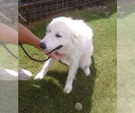 Small #1 Great Pyrenees