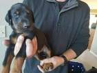 Small Photo #8 Doberman Pinscher Puppy For Sale in CEDAR CREST, NM, USA