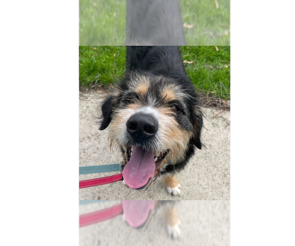 Medium Photo #10 Bernese Mountain Dog-Irish Terrier Mix Puppy For Sale in Greenbelt, MD, USA