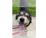 Small #9 Bernese Mountain Dog-Irish Terrier Mix