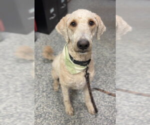 Murphy - Male Golden Retriever-Unknown Mix Dog for Adoption - Photo #2