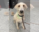 Small Photo #2 Golden Retriever-Unknown Mix Puppy For Sale in Bemidji, MN, USA