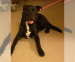 Small Labrador Retriever Mix