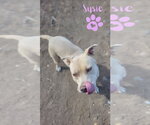 Small #7 American Pit Bull Terrier Mix