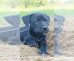 Small #2 Labrador Retriever Mix