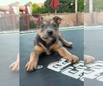Small #6 Jack Russell Terrier-Staffordshire Bull Terrier Mix