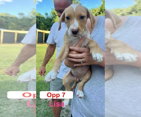 Medium Photo #1 Mutt Puppy For Sale in Brooksville, FL, USA