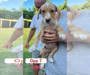 Mutt Dogs for adoption in Brooksville, FL, USA