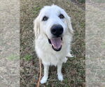 Small #3 Great Pyrenees