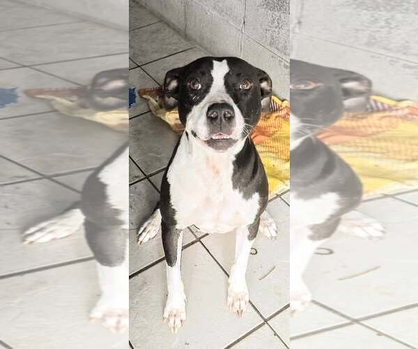 Medium Photo #2 American Pit Bull Terrier Puppy For Sale in Oakhurst, NJ, USA