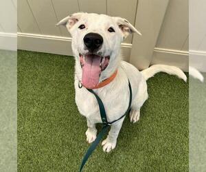 Argentinian Mastiff-Unknown Mix Dogs for adoption in Camarillo, CA, USA