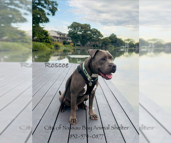 Medium Photo #5 American Pit Bull Terrier-Unknown Mix Puppy For Sale in Nassau bay, TX, USA