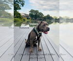 Small #4 American Pit Bull Terrier Mix