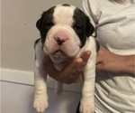 Small Photo #2 American Bully Puppy For Sale in NAUGATUCK, CT, USA