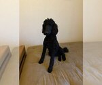 Small Photo #1 Goldendoodle Puppy For Sale in GATESVILLE, TX, USA