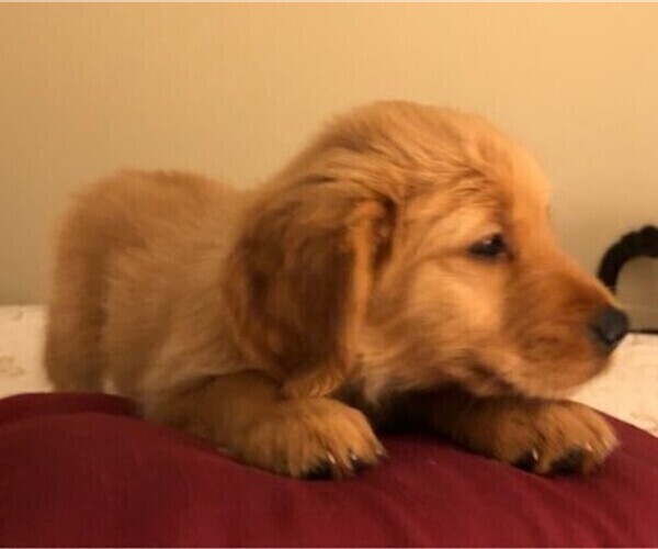 Medium Photo #5 Golden Retriever Puppy For Sale in ORLAND PARK, IL, USA