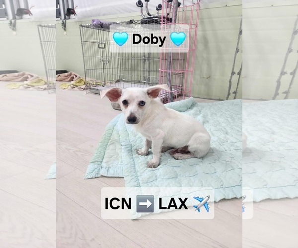 Medium Photo #1 Chi-Corgi Puppy For Sale in Agoura Hills, CA, USA