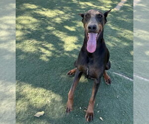 Diamond - Female Doberman Pinscher Dog for Adoption - Photo #19