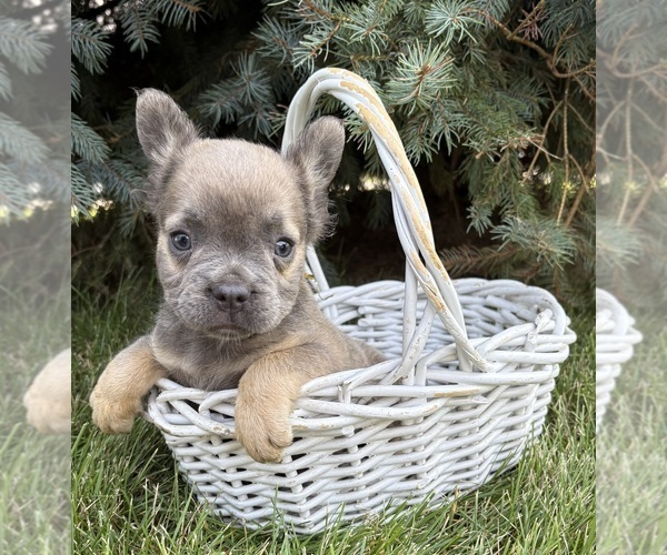 Medium Photo #1 French Bulldog Puppy For Sale in MIDDLEBURY, IN, USA