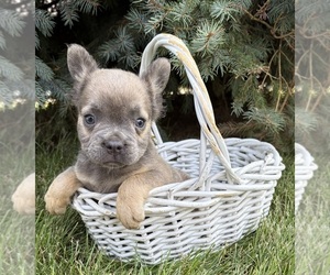 French Bulldog Puppy for sale in MIDDLEBURY, IN, USA