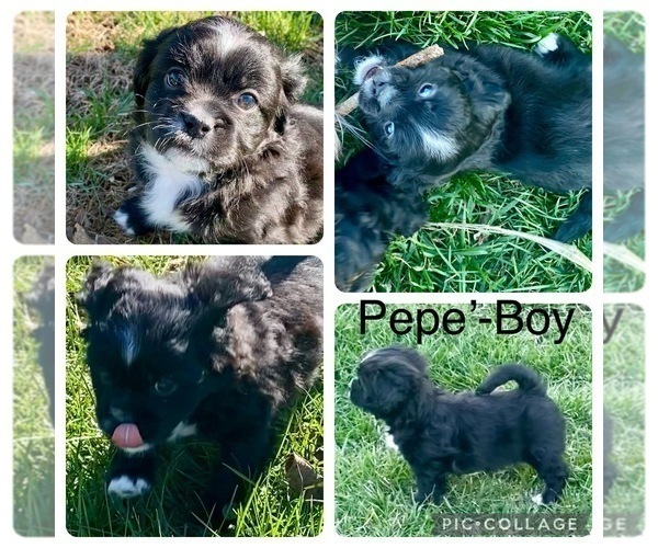 Medium Photo #1 Poodle (Miniature)-Shorkie Tzu Mix Puppy For Sale in WILLARD, MO, USA