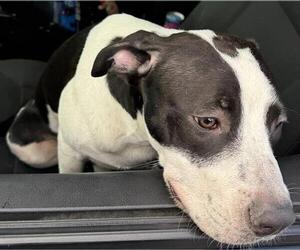 American Staffordshire Terrier-Unknown Mix Dogs for adoption in San Antonio, TX, USA